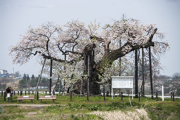 米沢の千歳桜