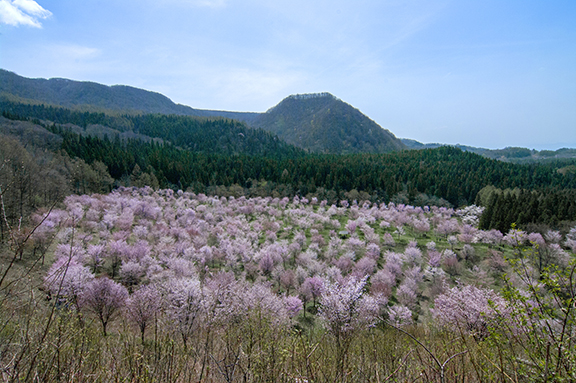 桜峠