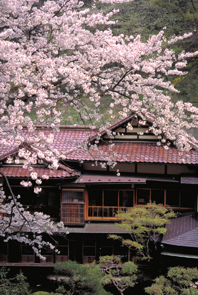瓦屋根と桜 part2