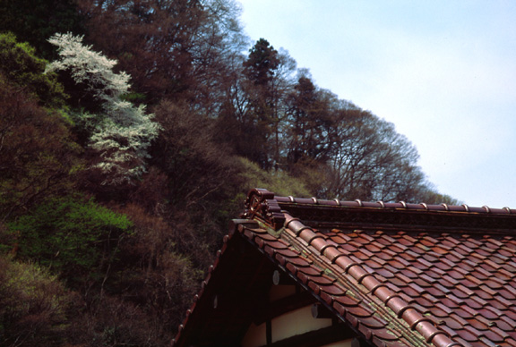 瓦屋根と山桜