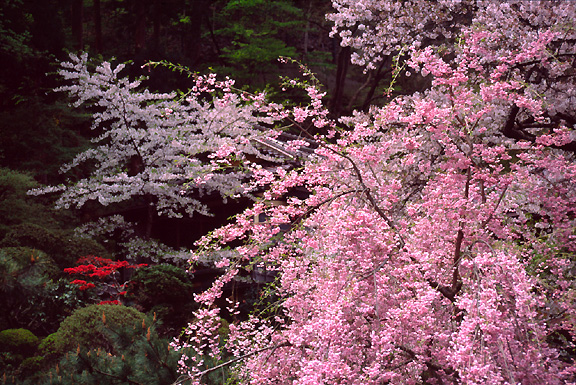 桜をバックにしだれのピンク
