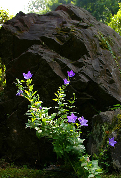 岩をバックに桔梗の紫