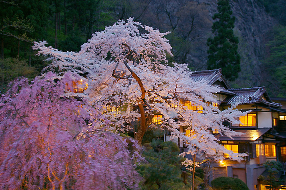 夜風に揺れるしだれ桜