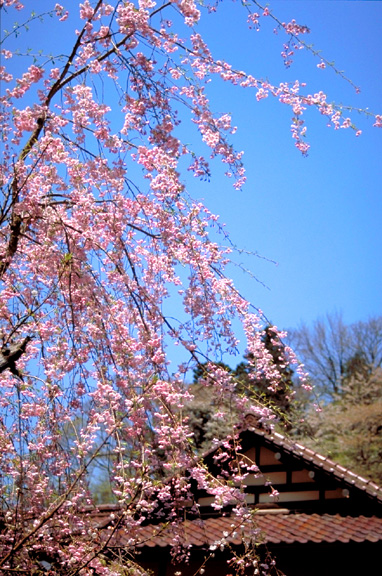 青空にしだれ桜