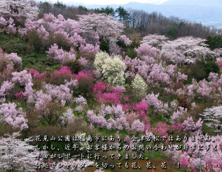 　会津の写真館　向瀧ひらたが撮影する花見山公園です