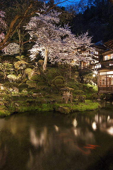 幻想の夜桜