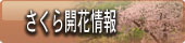 福島　会津福島　会津東山温泉向瀧 　桜開花情報