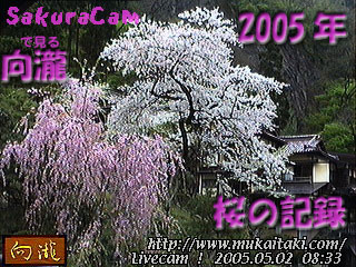 桜のライブカメラ
