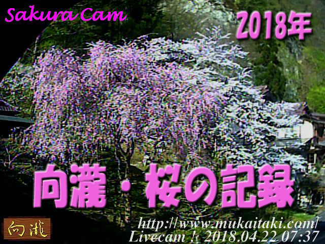 桜のライブカメラ